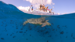 Waikiki Snorkel Company - Logo