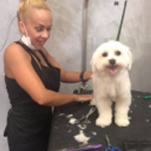 Wiggles Pet SPA