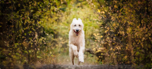 Furever Photography - Logo