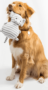 All critters pet boarding service - Logo