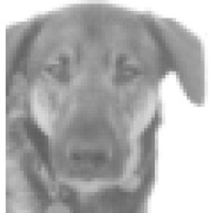 Sensitive Dog - Logo