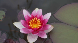 SOUL TRANQUILITY MASSAGE & WELLNESS