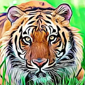 Tiger Massage OKC - Logo