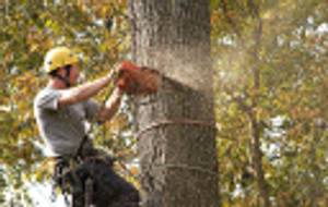 Tree Masters - Logo