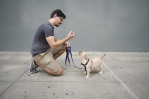 Dog Training NYC - Logo