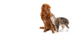 Sora Animal Hospital