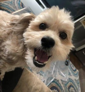NYC Puppy Palace