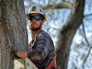 Augusta Tree Service