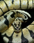Family Reptiles - Logo