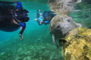 Crystal River Manatee Adventures - Logo