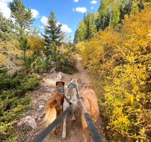 Adventure Pups LLC - Logo