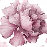 Everly Rose Salon - Logo