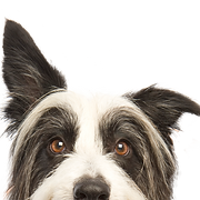 Wag More! Dog Training - Logo