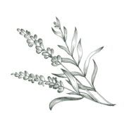 LÄDA Beauty - Logo
