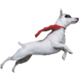 Colorado Canine Orthopedics & Rehab - Logo