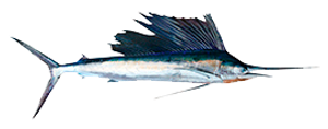 The Bounty Sportfishing