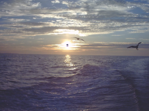 Sun & Water Marine Services - Logo