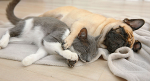 Apple Valley Animal Hospital