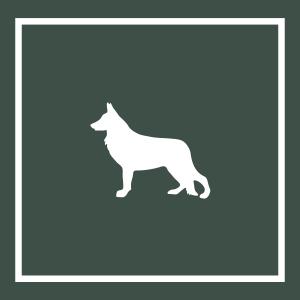 Beyond the Dog - Dallas - Logo