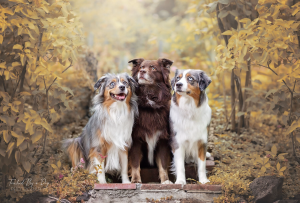 Touched By a Dog Photography - Logo