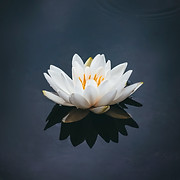 Embodied Movement Therapy LLC