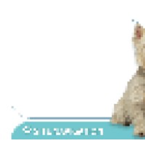 Baywood Animal Hospital - Logo