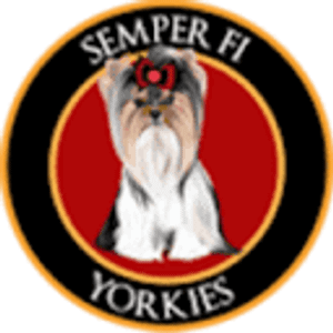 Semper Fi Yorkies