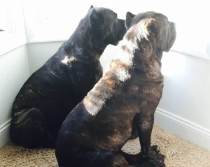 Griffin Cane Corso - Logo