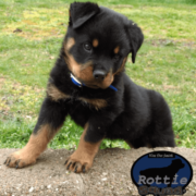 Rottie Squad Kennel - Logo