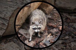 AP Wildlife Control - Logo