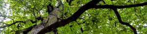 Chapman's Tree Service Inc. - Tree service in Marietta