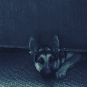 Intelligent Canine