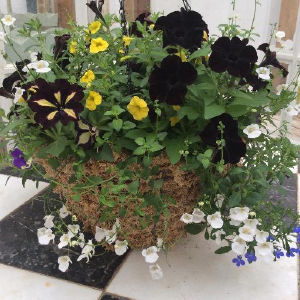 Boxhill Farm & Nursery