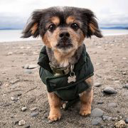 Julie Austin Pet Photography Seattle