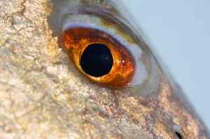 Shallow South Lodge - Logo