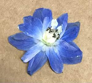 Hana Willow Design - Bouquet Preservation - Logo