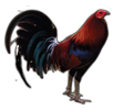 Taqueria El Gallo - Logo