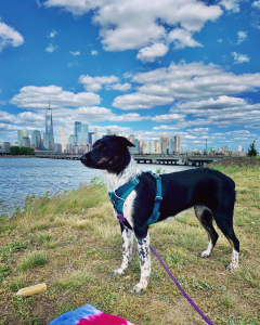 Jersey City Dog Walking