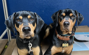 Baxter’s Bootcamp