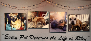 Riley's Natural Pet Supply - Logo