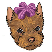 Sweet Baby Yorkies